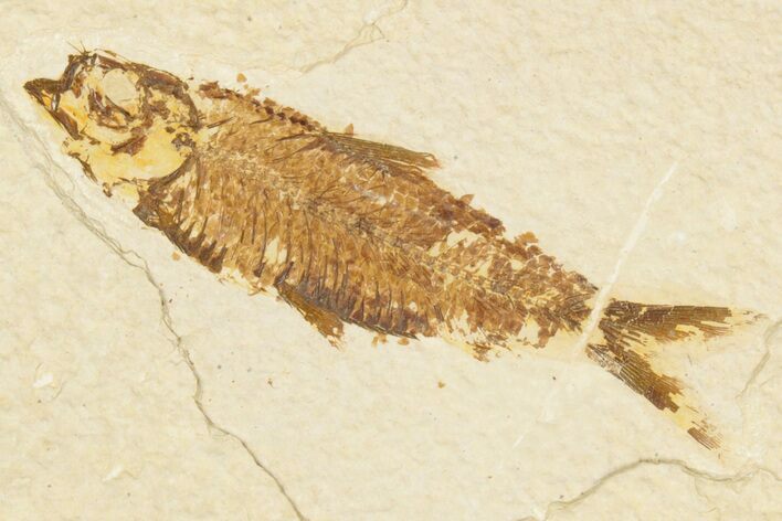 Detailed Fossil Fish (Knightia) - Wyoming #186483